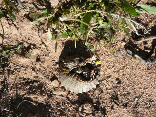 armadillo-girdledlizard.jpg