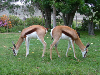 DeVlei Animals Bokkies.JPG