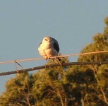 Blackshouldreredkite.JPG