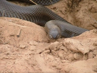DeVlei Animals Molesnake.JPG