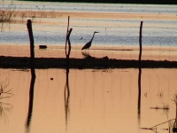 GreyHeron.JPG
