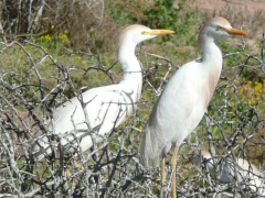 egretsjpg.jpg