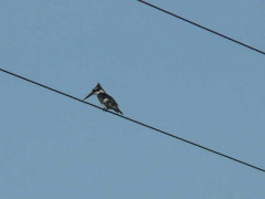 piedkingfisher.jpg