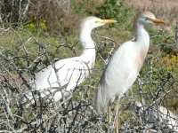 egretsjpg.jpg