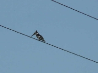 piedkingfisher.jpg